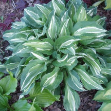 Hosta "Snake eyes"