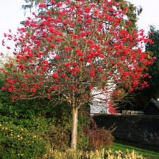 Sorbus scandica