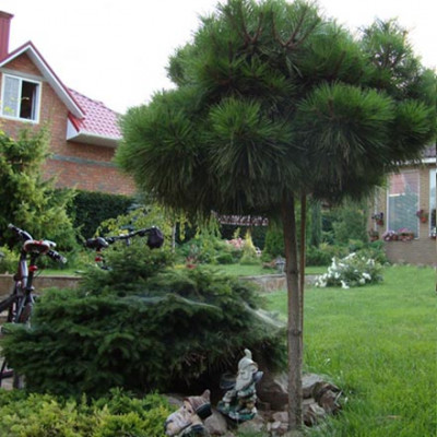 Pinus nigra "Bambino"