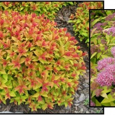 Spiraea x bumalda Goldflame