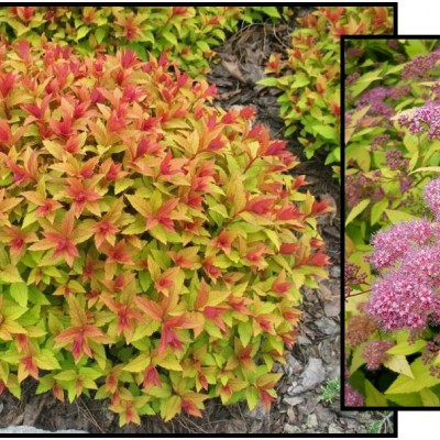 Spiraea x bumalda Goldflame