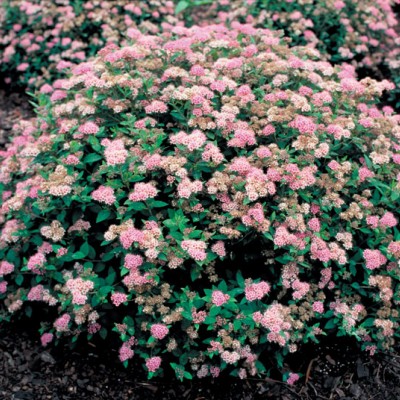 Spiraea Litl Princes