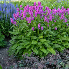 Stachys officinalis 'Hummelo' 