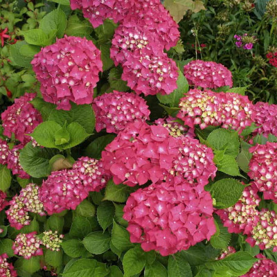 Hydrangea macrophylla 