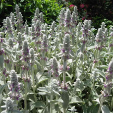 STACHYS BYZANTINA