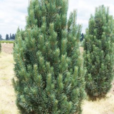 Pinus s. "Fastigiata" pyramidale