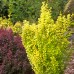 Berberis thunbergii "Golden Dream"