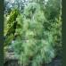 Pinus Wallichiana