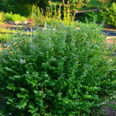 Symphoricarpus orbiculatus