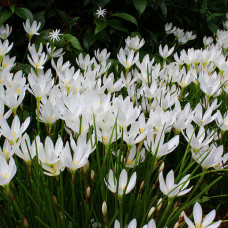 Zephyranthes candida