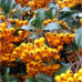 Pyracantha teton