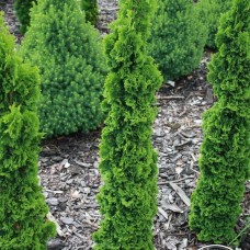 Thuja spiralis