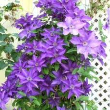 Clematis "Mr. President"