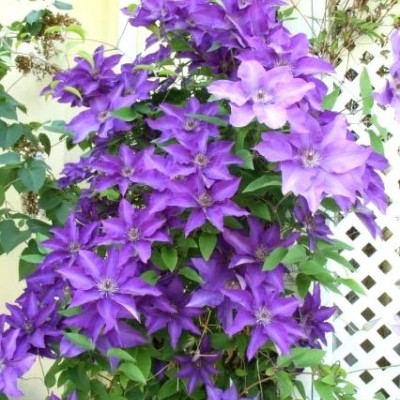 Clematis "Mr. President"