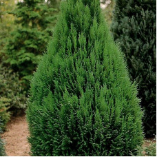 Thuja orijentalis "Compacta"