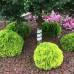 Thuja Danica Gold