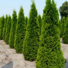 Thuja Smaragd