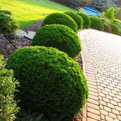 Thuja Danica