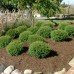 Thuja occidentalis 'Mr BOWLING BALL'