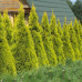 Thuja occidentalis "Golden Smaragd"