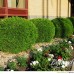 Thuja globosa