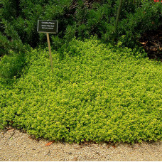 Thymus archers gold