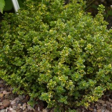 Thymus x citriodorus variegatus