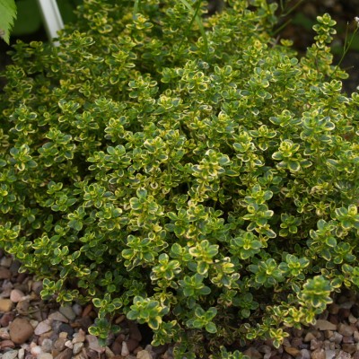 Thymus x citriodorus variegatus