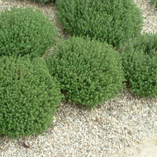 Thimus vulgaris