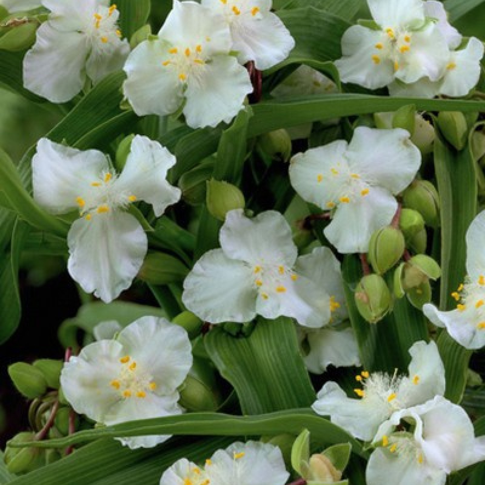 Традесканция Садовая Инносенс