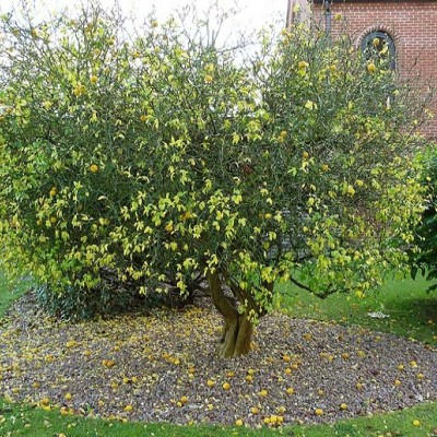 Poncirus trifoliata -Sibirski limun