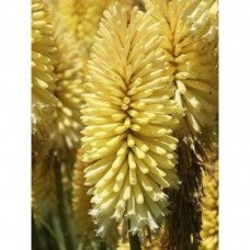 Kniphofia "Moonstone