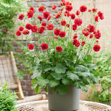 Geum "Fire Starter"