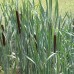 Typha latifolia