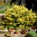 Euonymus japonicus aureus Euonymus japonicus aureus