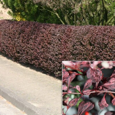 BERBERIS THUNBERGII „ATROPURPUREA“