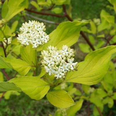 PHYSOCARPUS OPULIFOLIUS „GOLD“