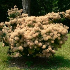COTINUS COGGYGRIA