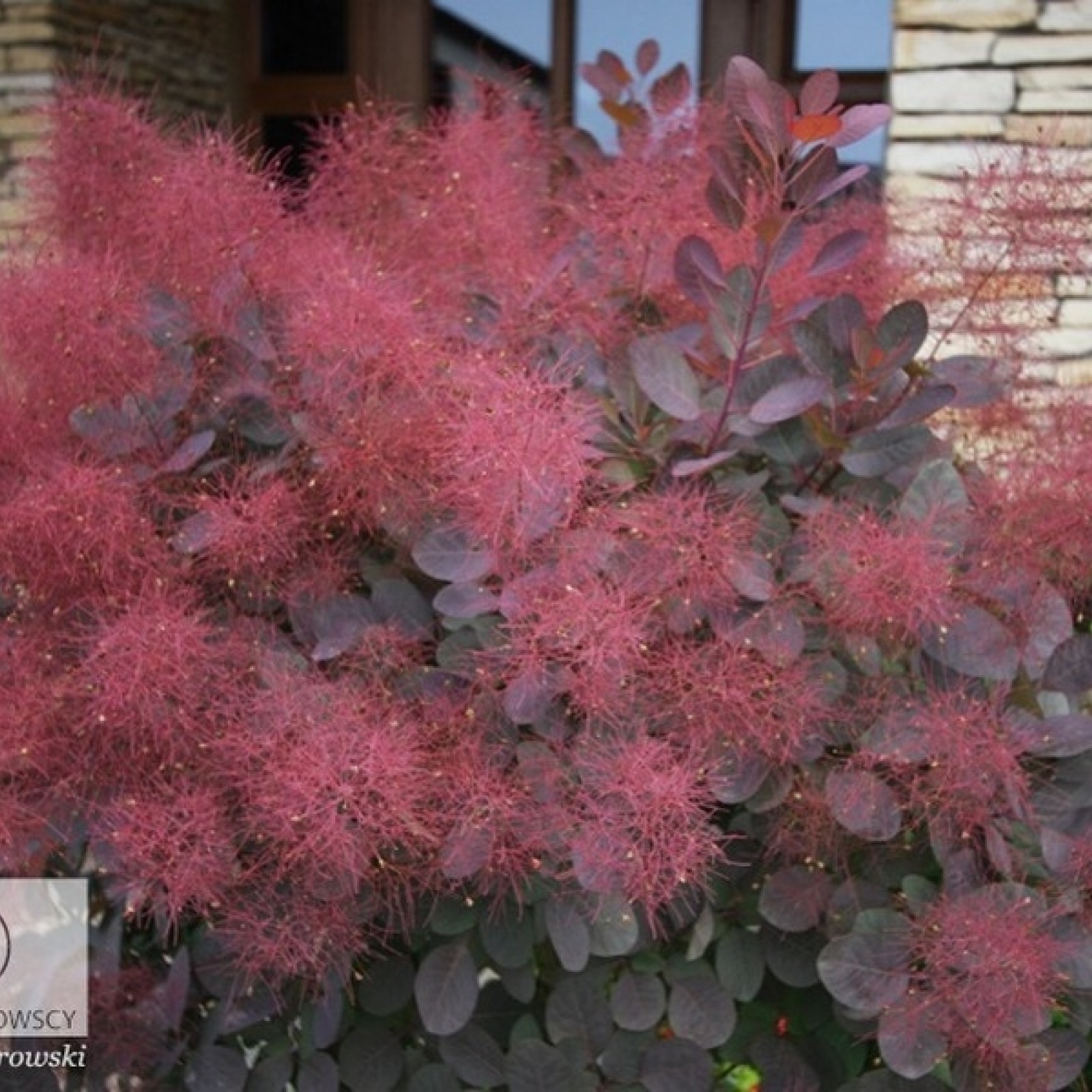 Скумпия кожевенная цена. Скумпия Кожевенная Cotinus coggygria. Скумпия Кожевенная (Cotinus coggygria `Royal Purple`). Скумпия Кожевенная Рубрифолиус. Скумпия foliis purpureis.