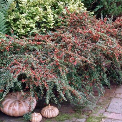 COTONEASTER HORISONTALIS