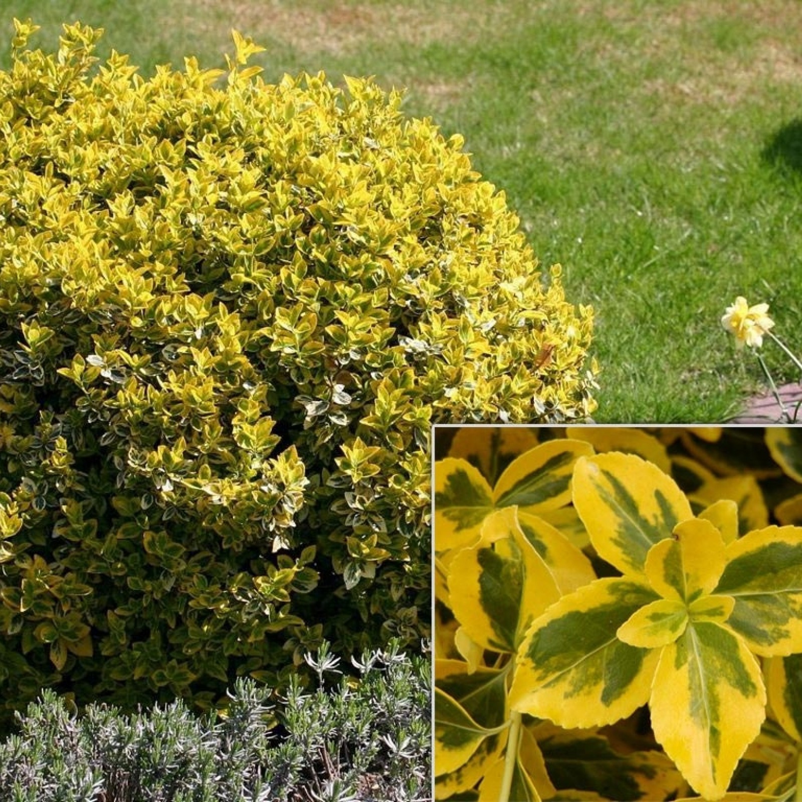 EUONYMUS FORTUNEI „EMERALD’N GOLD“ Rasadnik „Jelena” EUONYMUS FORTUNEI „EMERALD’N GOLD“ Rasadnik „Jelena”