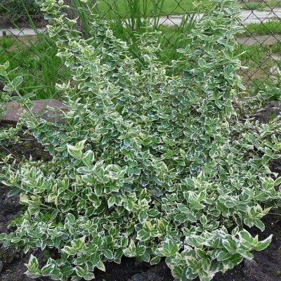 EUONYMUS FORTUNEI „GREEN CARPET“ EUONYMUS FORTUNEI „GREEN CARPET“