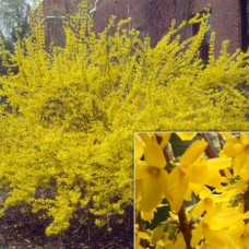 FORSYTHIA INTERMEDIA