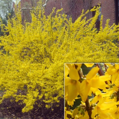 FORSYTHIA INTERMEDIA