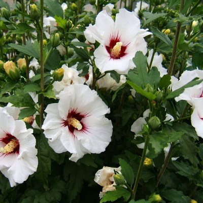 HIBISCUS SYRIACUS