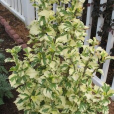 HIBISCUS SYRIACUS „VARIEGATA“