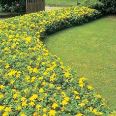 HYPERICUM „ORANGE FLAIR“  