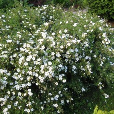 POTENTILLA FRUTICOSA „ABBOTSWOOD“