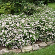 SPIRAEA BUMALDA „LITTLE PRINCESS“