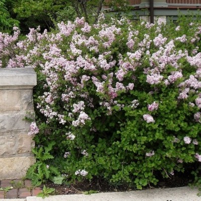 SYRINGA MAJERI „PALIBIN“